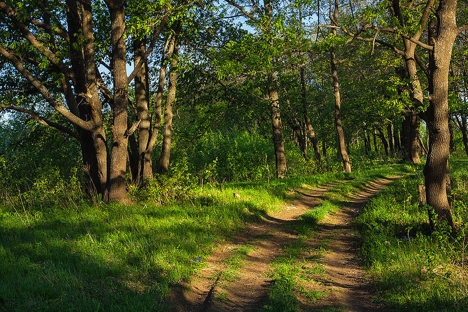 шишкин дубовая роща картина. нарисовая дубовая роща. дубовая роща в дагестане. дубовый лес краснодарский край. дубовая роща мультяшная.