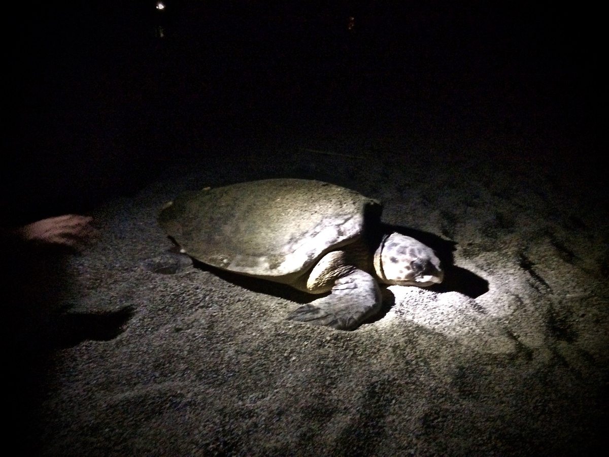 Фото автора.