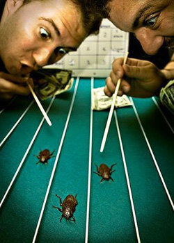 Фотография взята из яндекс портала, во Вьетнаме нельзя фотографировать бега.