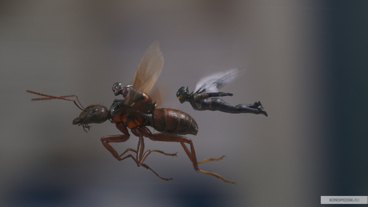 Крылья - это для девочек, настоящие мужики объезжают диких муравьев!