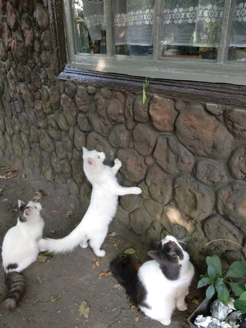 Охота