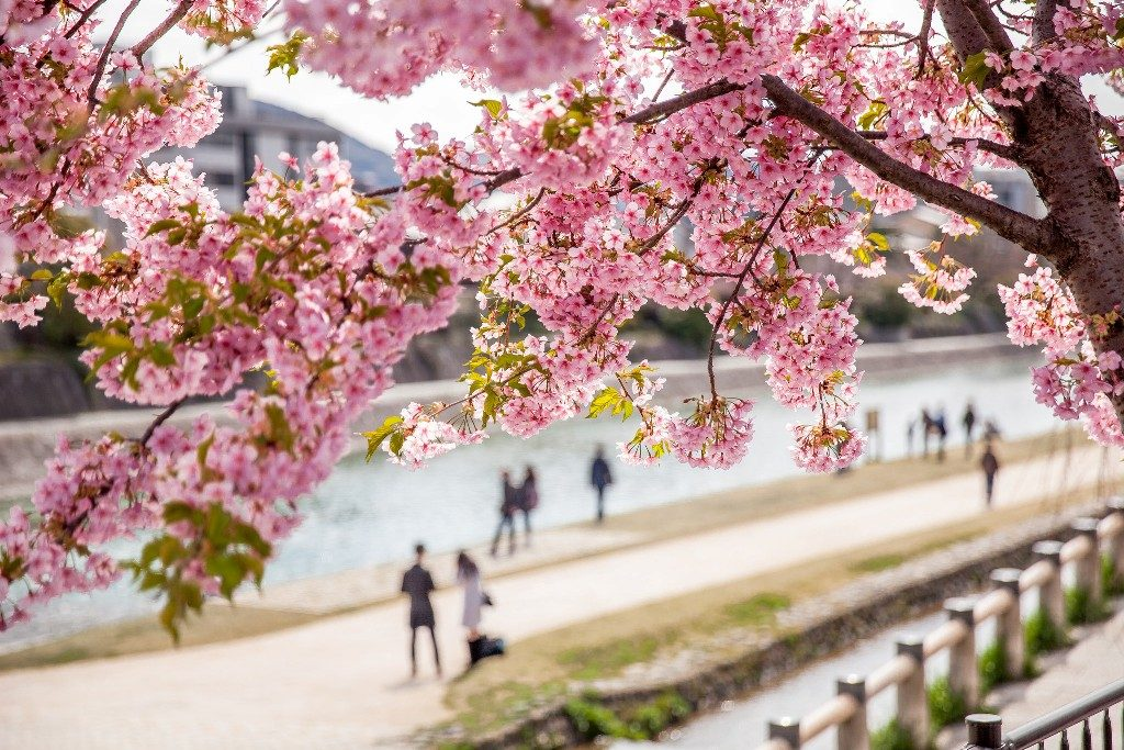 Сакура районы. Сакура сомейошино. Сакура цветет в Японии. Период цветения Сакуры в Японии.
