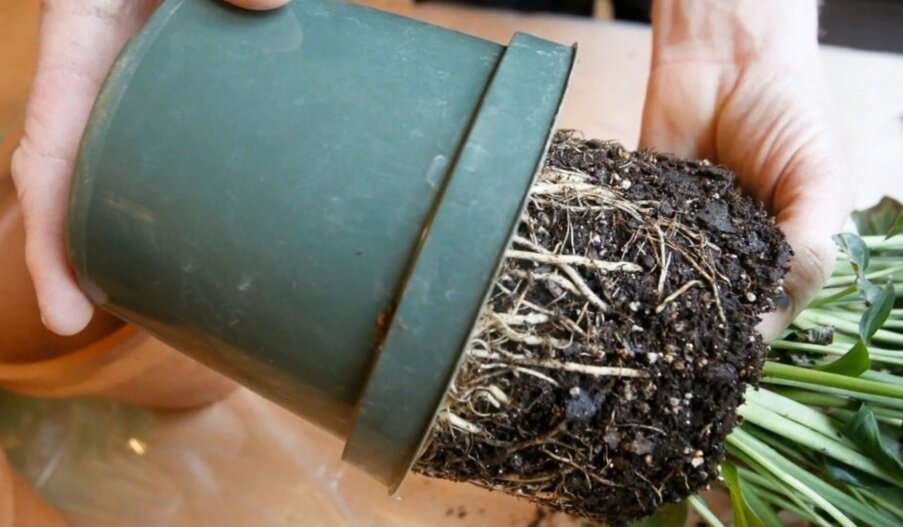 фото из google.com