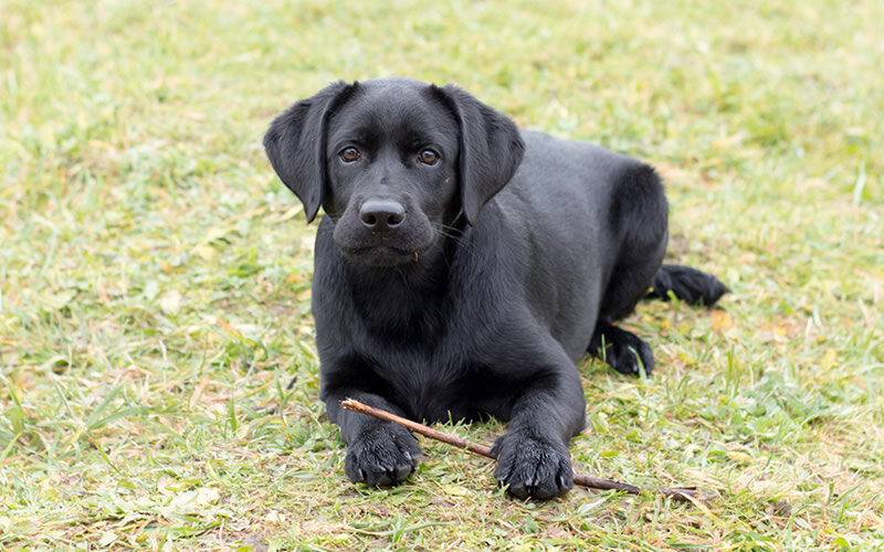 Никому из тех, кто всерьез говорит подобные вещи, не приходит в голову, что ген- не аппендикс, его так просто не отрежешь. Фото @kinologsmirnov.ru
