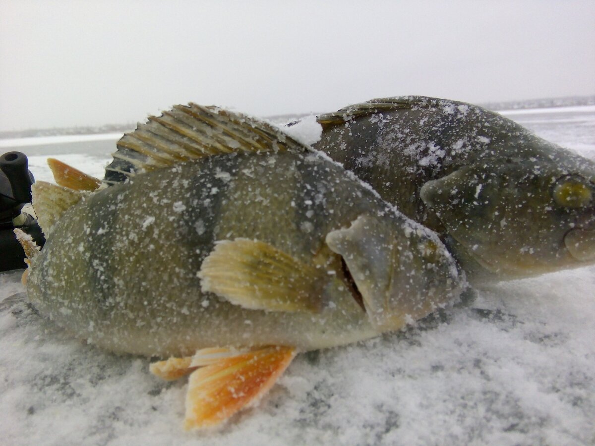 Окуни - основная, но не единственная добыча при ловле на балду