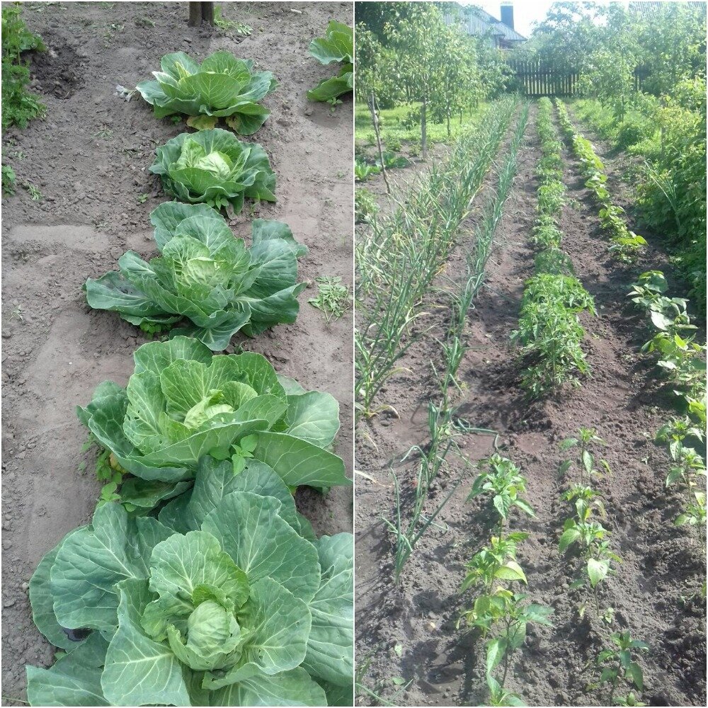 Огород сестры после моей прополки. Фото автора