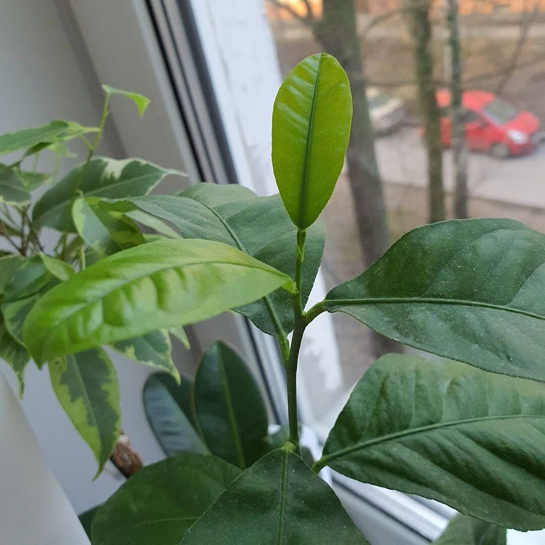 Лавр в домашних условиях