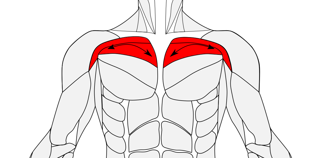 Мышцы дом. Serratus anterior мышца. Мускулюс Пекторалис майор. Передней зубчатой мышцы.