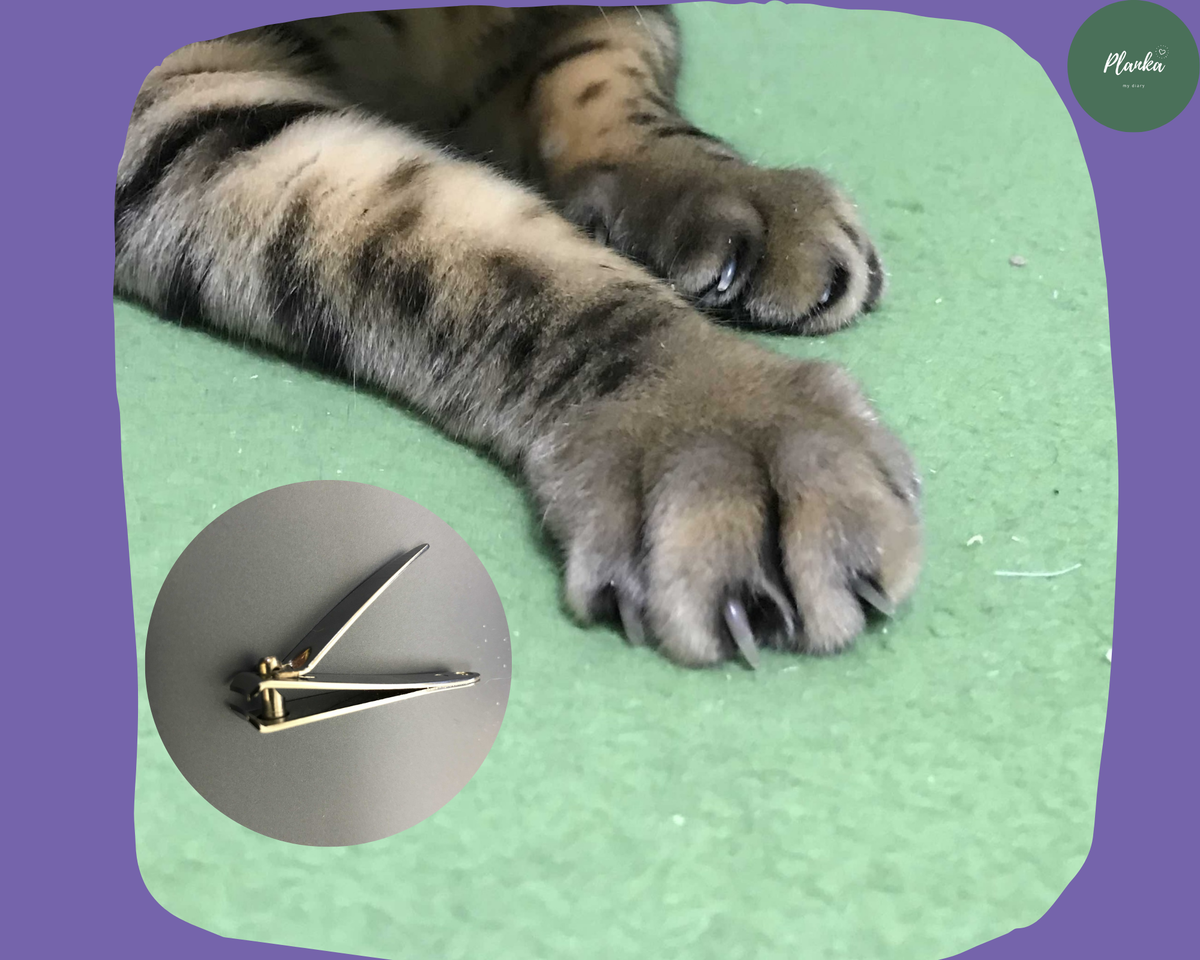 Кот с когтями