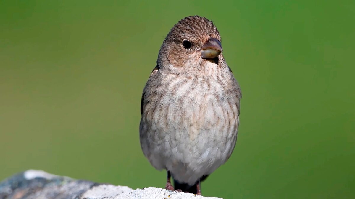Обыкновенная чечевица самка