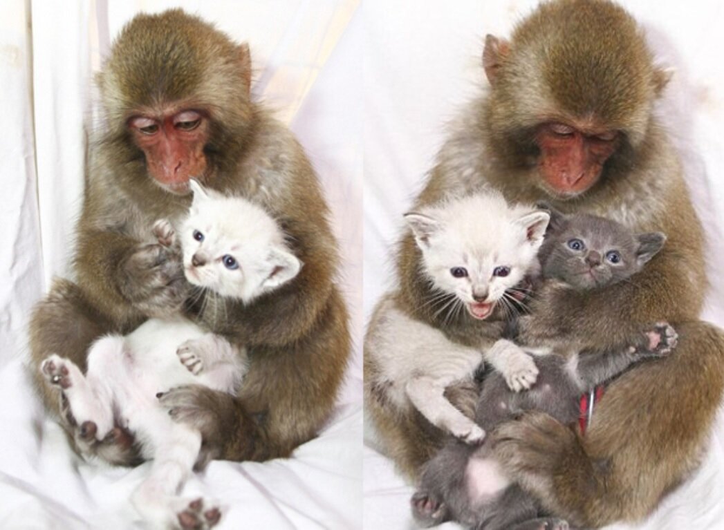 Источник: Яндекс картинки в качестве иллюстрации