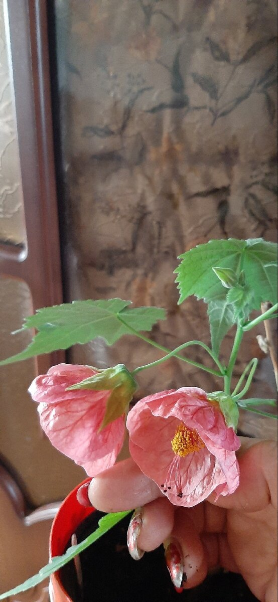 Начал обильно бутониться.