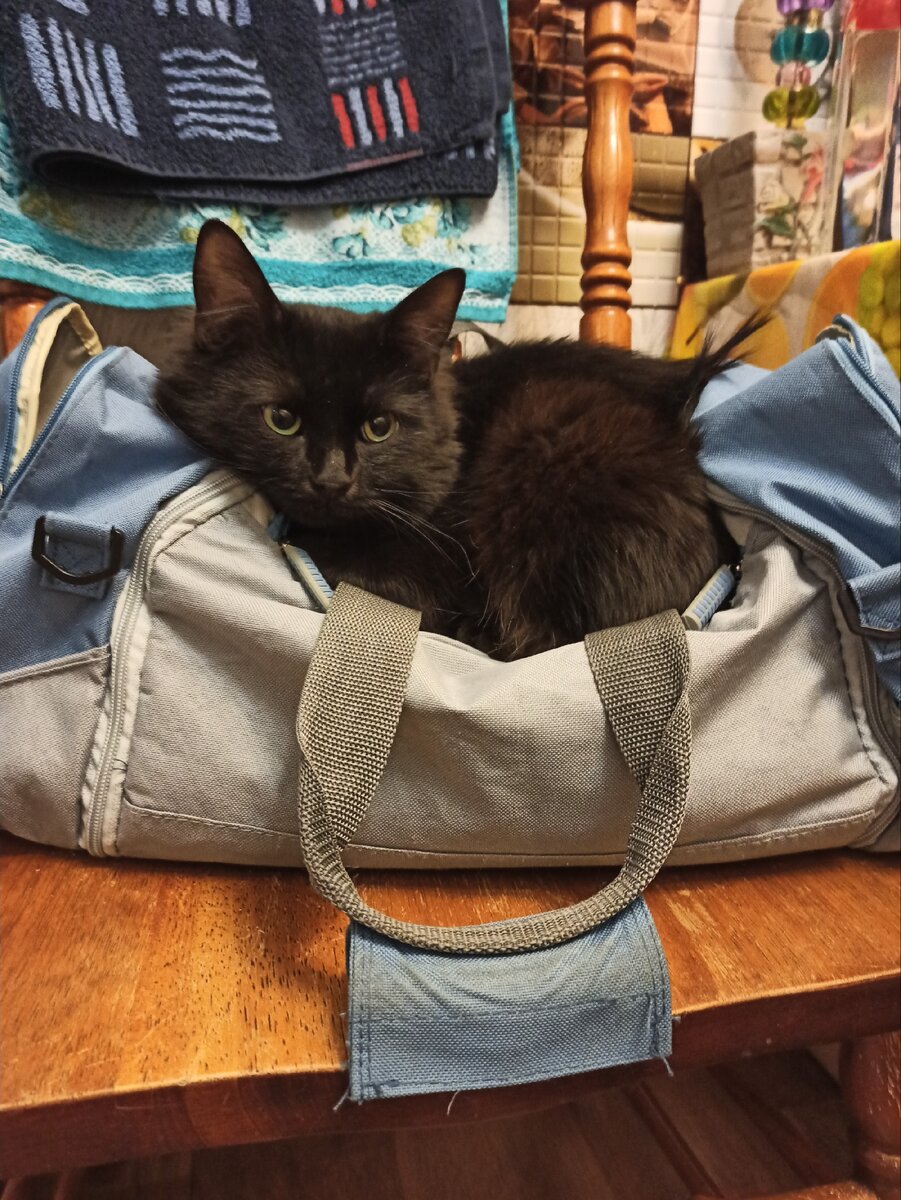 Кот