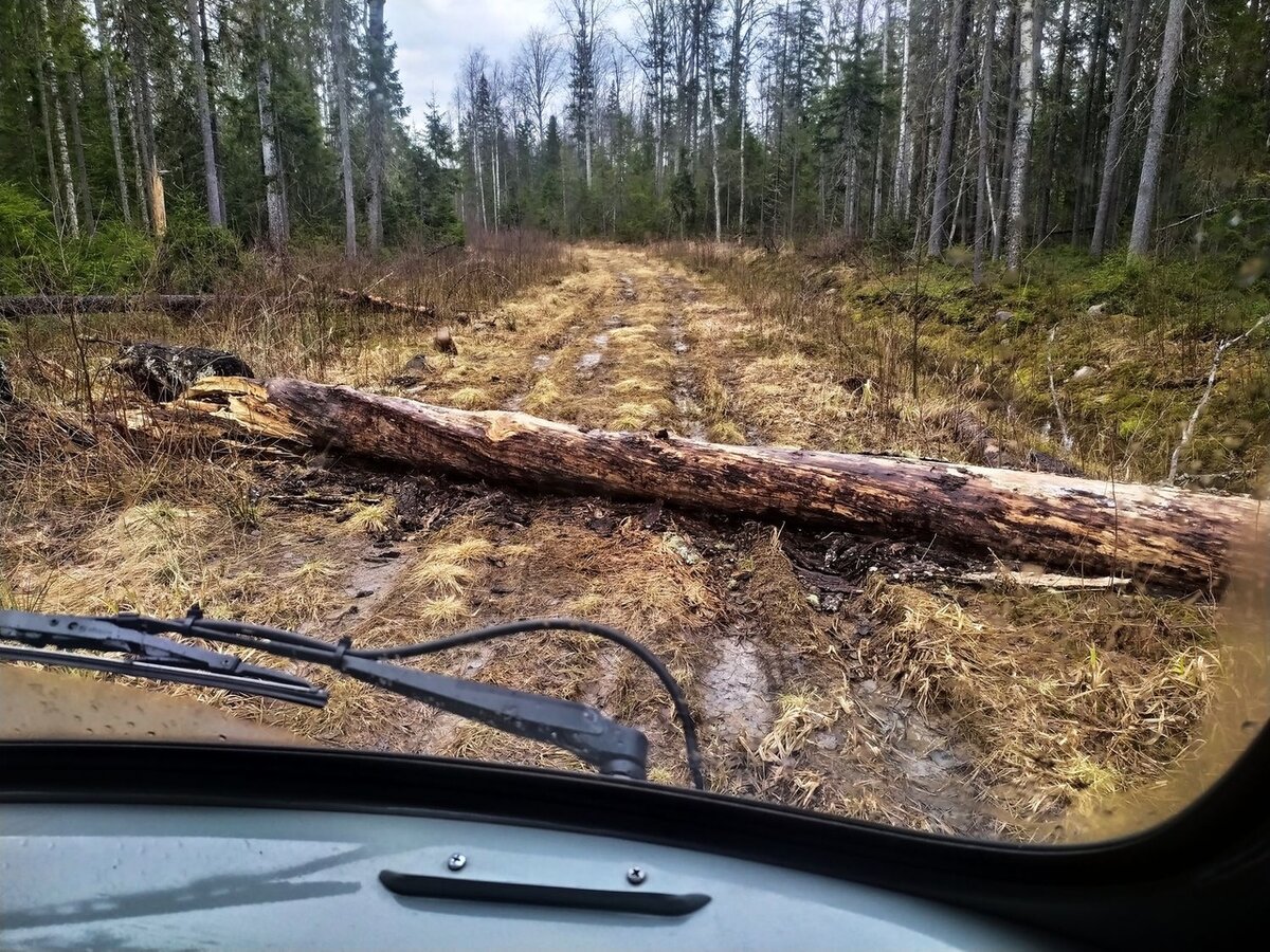 По лесовозным непролазным дорогам вепсского леса скатались до таинственных финских укреплений