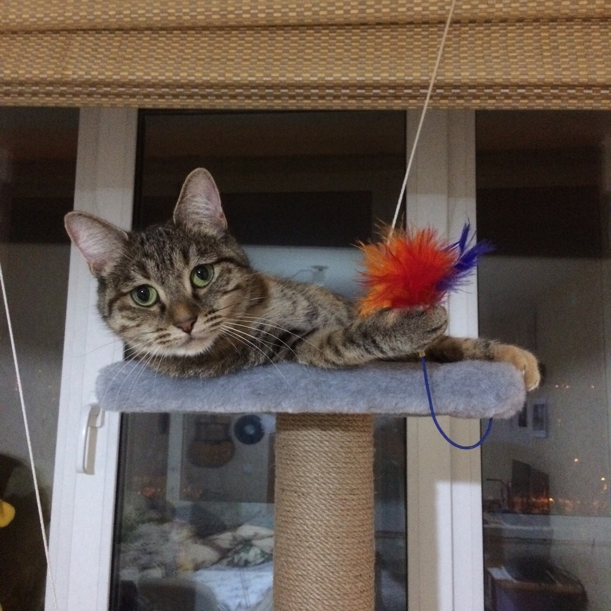 Разучиваем команду лежать прямо на кошачьем комплексе. В качестве награды - игры с перышком.