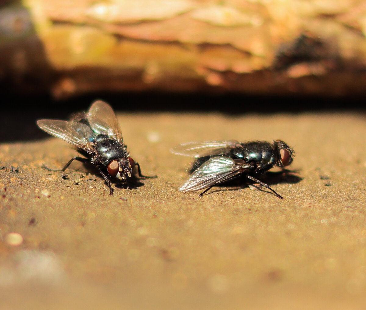 Весенняя муха. Насекомые много. Коровка муравей. Когда появляются первые мухи весной. Фон божьякоровка на рабочий стол.