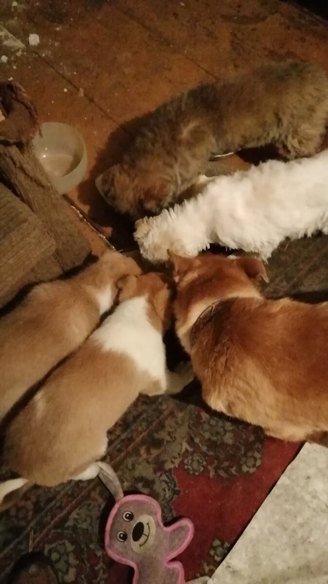 Тут только часть моих подопечных. 