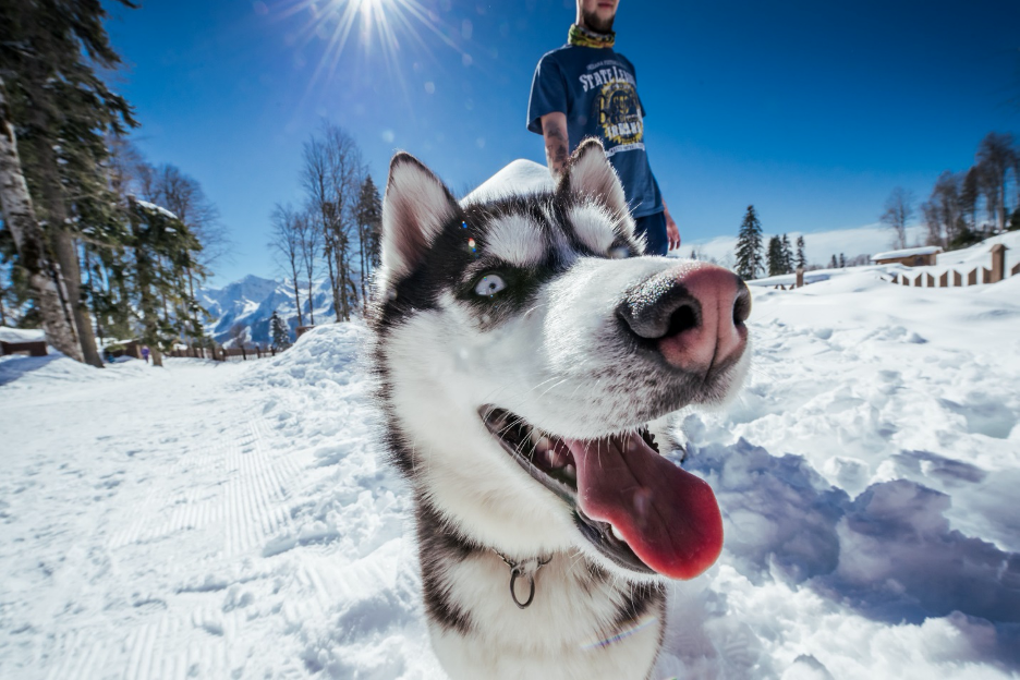 Хаски Фото с сайта: https://funsochi.ru/resorts/gazprom/promo/husky