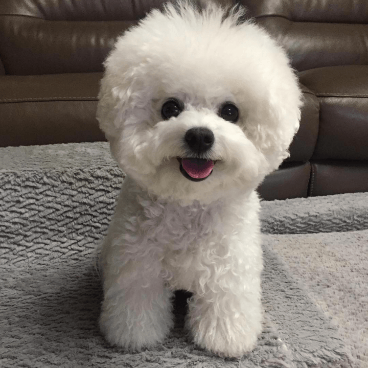 Обладают озорным характером, очень чистоплотны и неприхотливы.