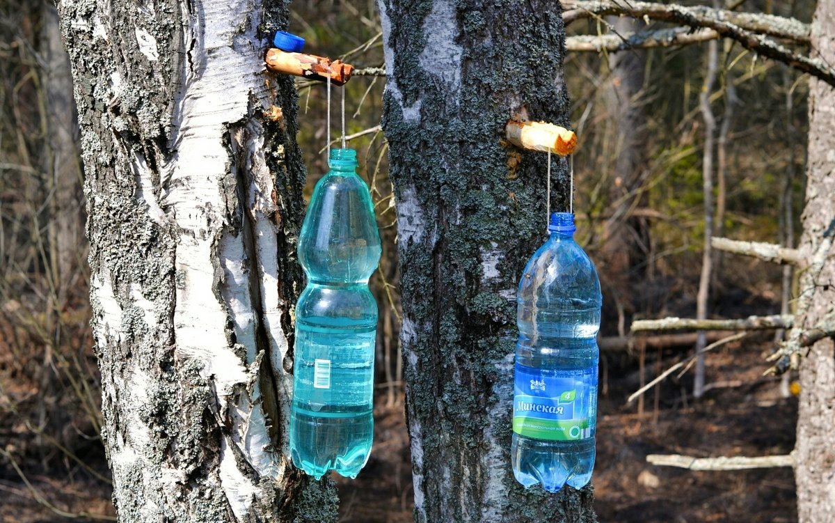 Заготовка березового сока