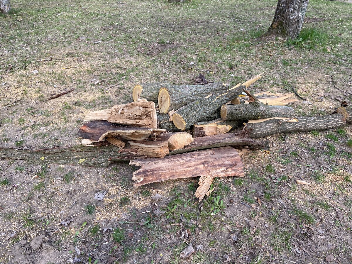 Вчера дерево упало, а сегодня его уже распилили. Быстро же в Беларуси наводят порядок!