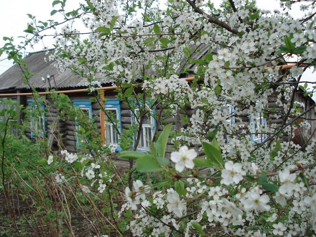 Фото цветущего сада в деревне