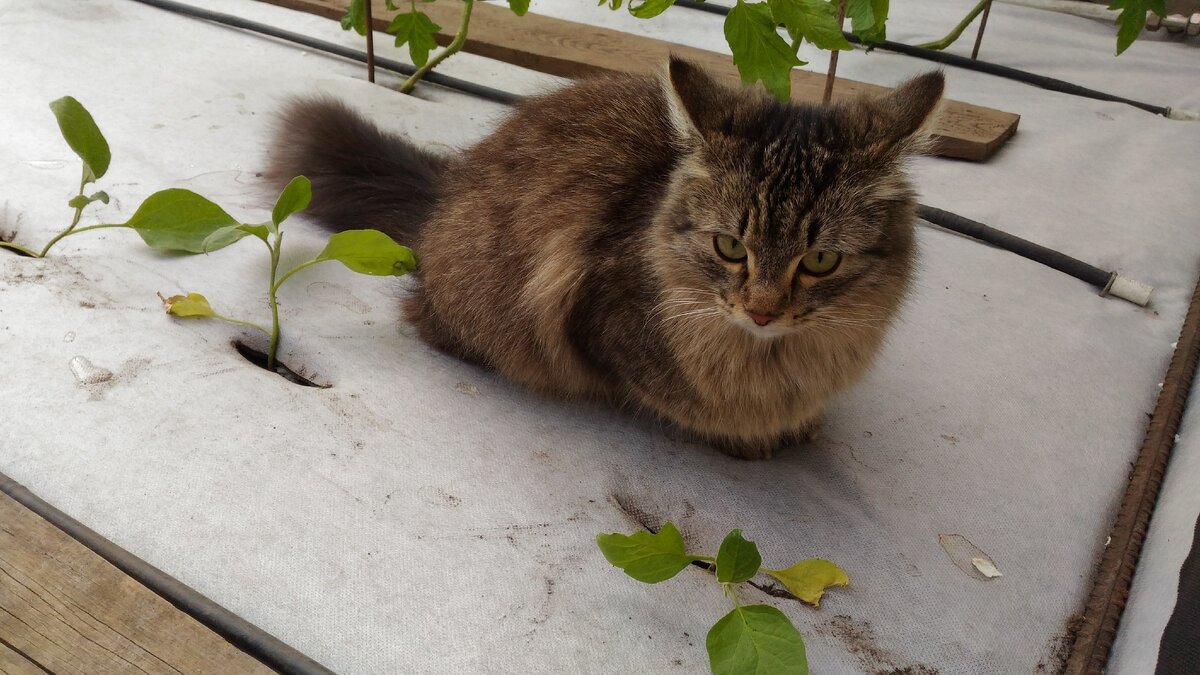 уши назад - знак недоумения