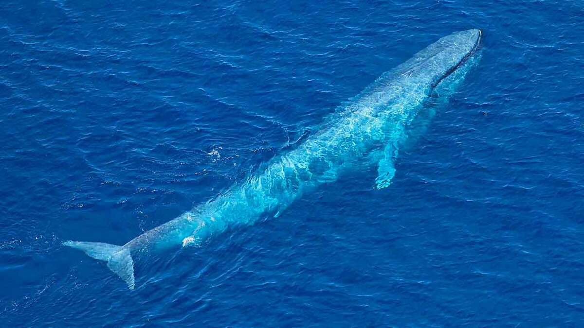 Самой большой кит в мире. Голубой кит Balaenoptera musculus. Синий кит (голубой кит). Синий кит блювал. Голубой кит 33 метра.