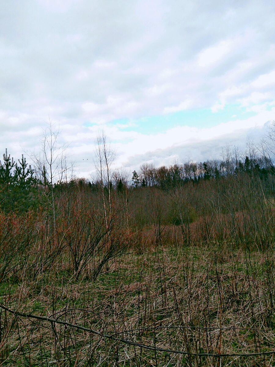 Край участка автора под Себежем, где ранее был пал травы. (Фото автора)