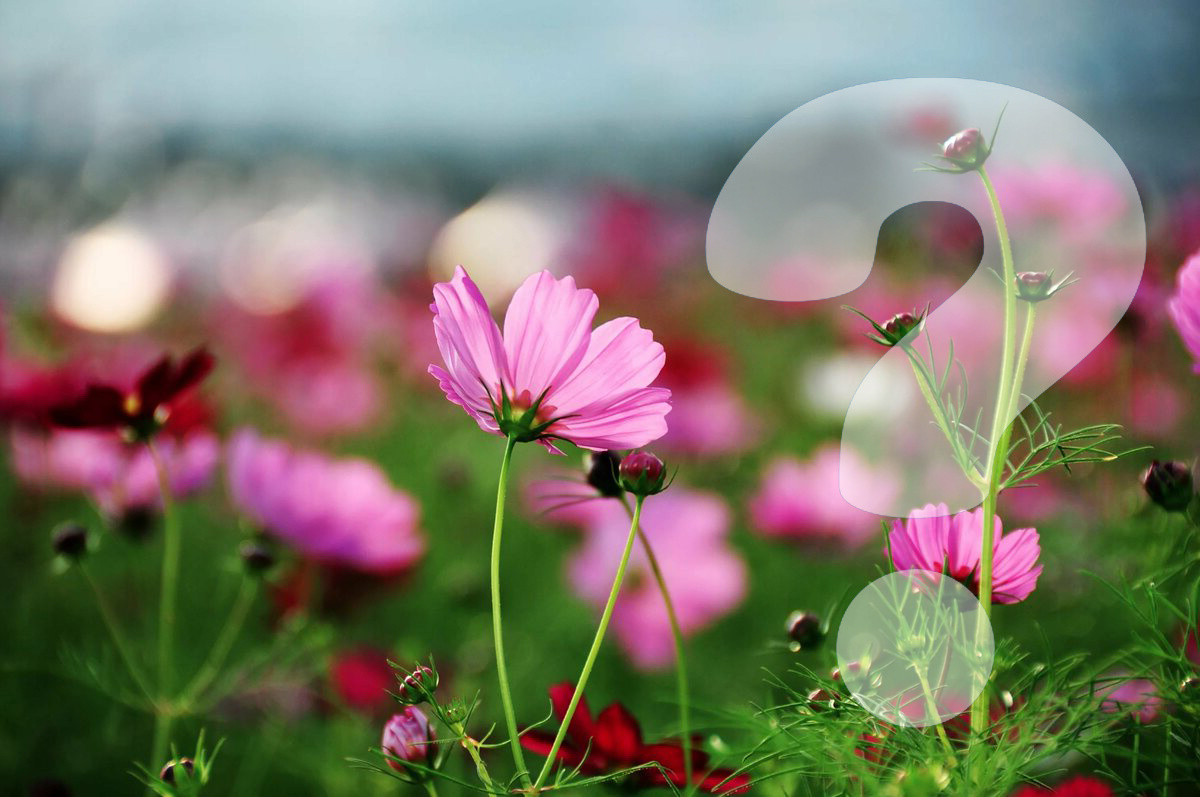 В поисках сорняков подозреваются даже безобидные цветочки