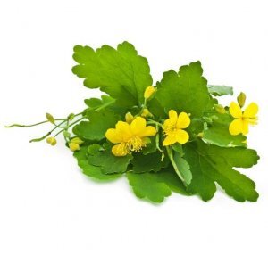 Название «чистотел» подсказывает, что он очищает тело от болезней. Раньше его называли по-разному: подтынник, бородавник, желтомолочник и чистуха. Эти названия раскрывают другие характерные особенности этой травы. Рассмотрим, насколько чистотел полезен и как его заготавливать.