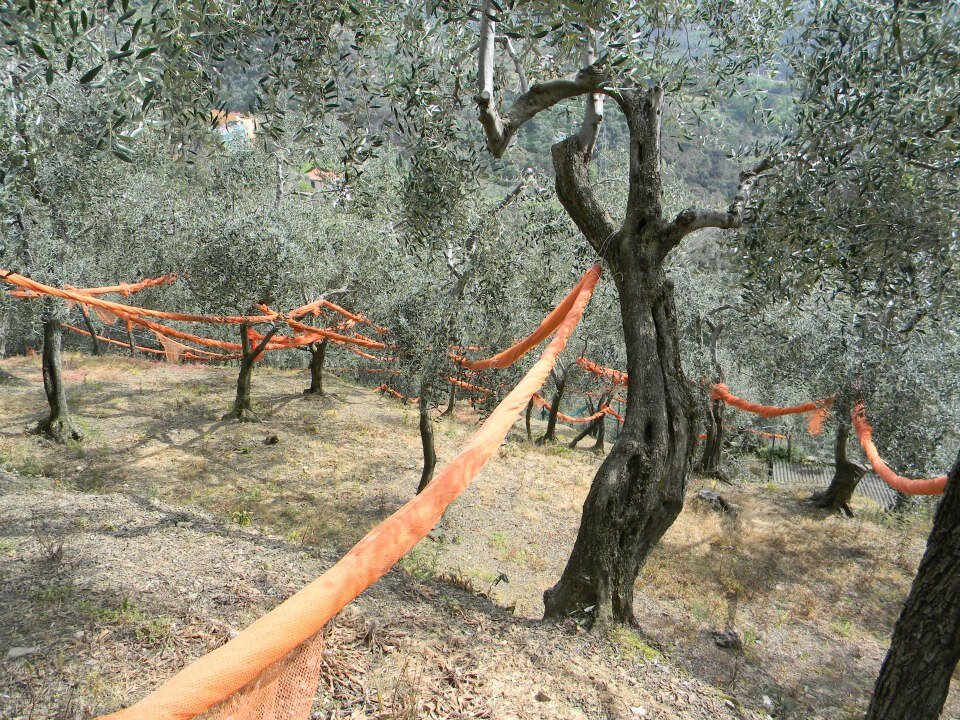 Фото: Piano Piano (в Италии я встречала оливковые рощи и на отвесных склонах покруче этого)