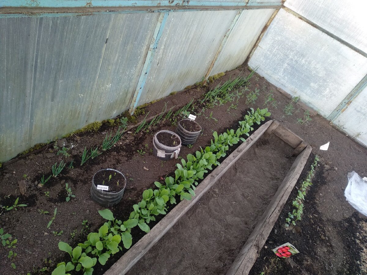 Посадки в моей теплице.