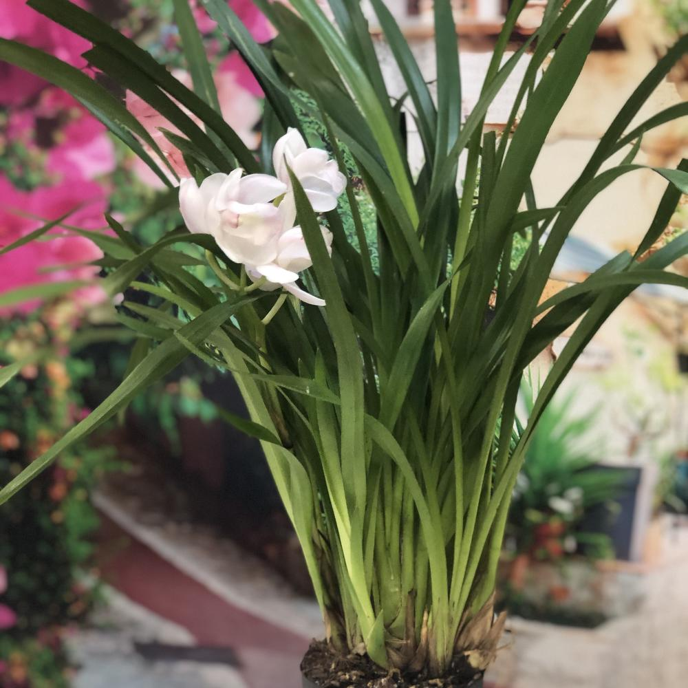 flowwow.com