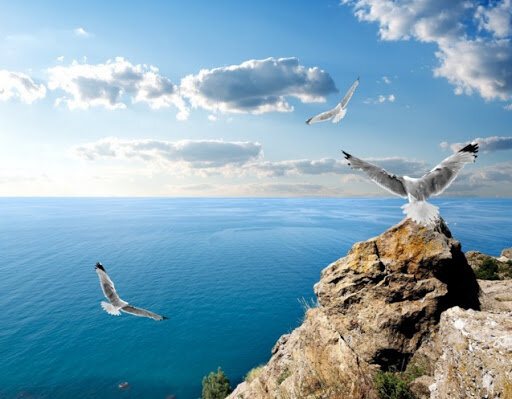 Фото: Яндекс картинки