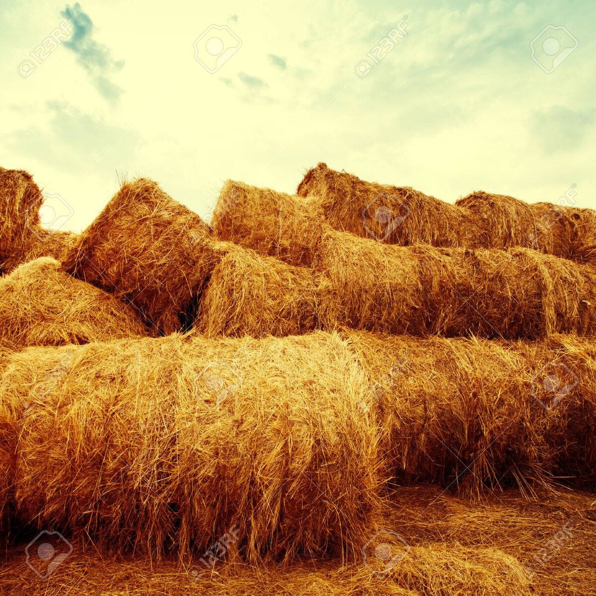 https://www.123rf.com/photo_58506994_golden-hay-bales-on-the-field-at-sunset-agriculture-background-and-concept-nature-scenics-square-com.html
