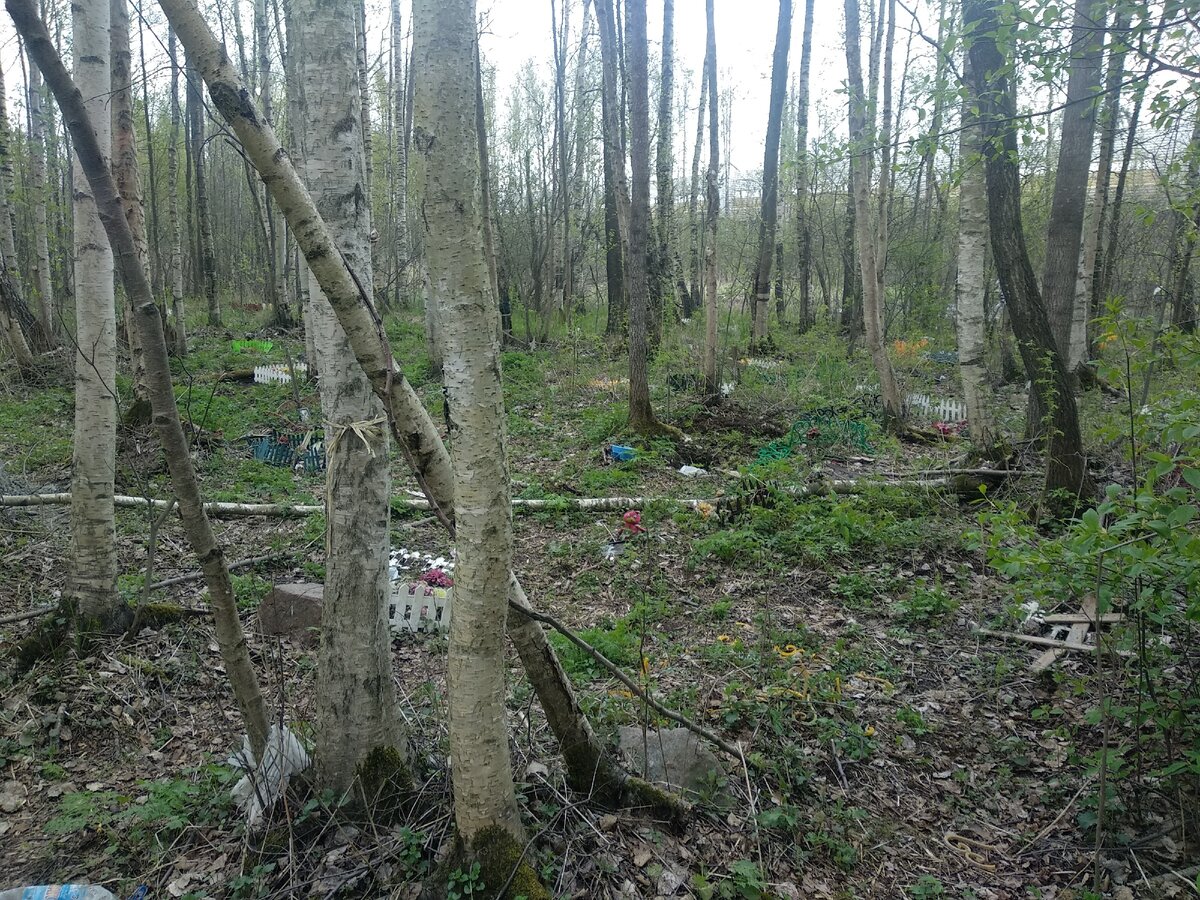 Кладбище домащних животных в Юнтоловском заказнике