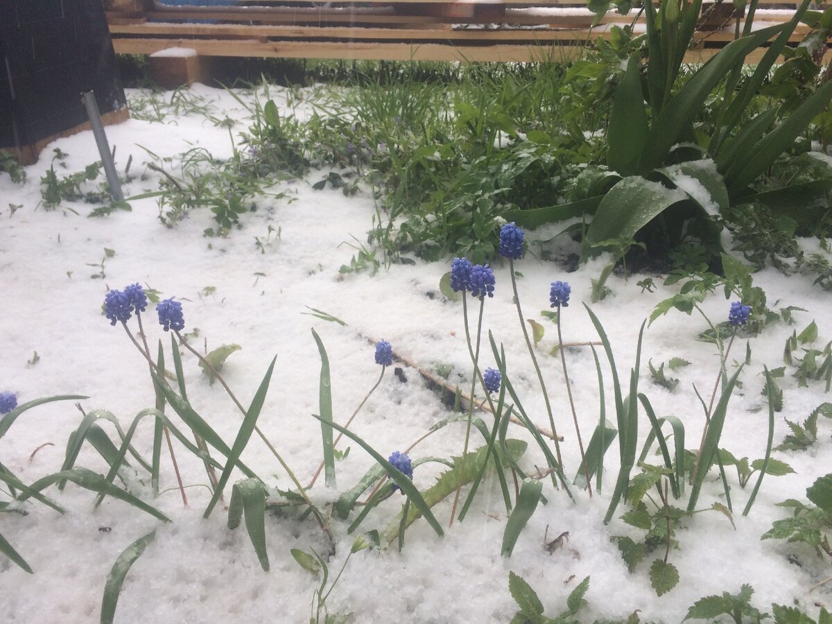 Какие то синенькие цветочки