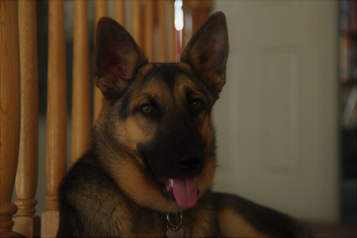 овчарка не испугалась салюта 