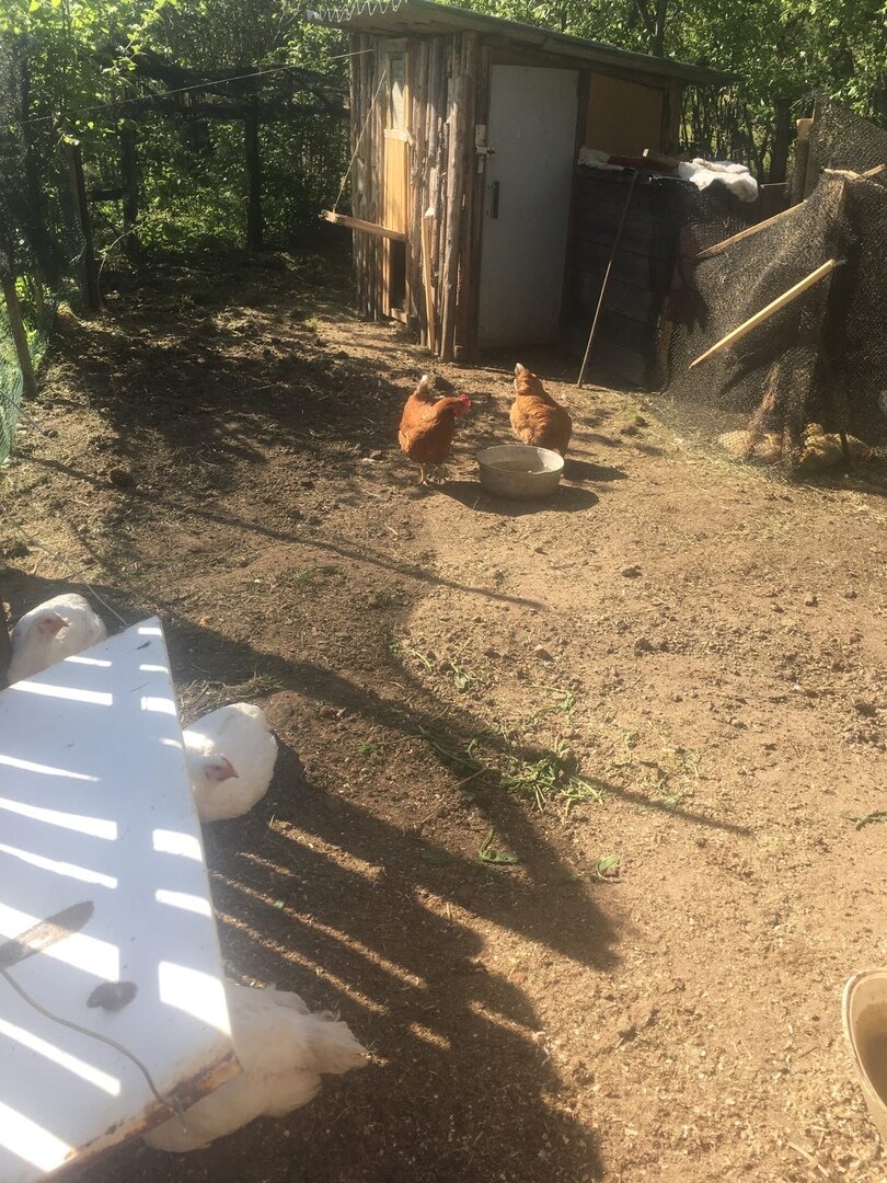 Утята почему-то под черной  сеткой справа, видимо куры обижают