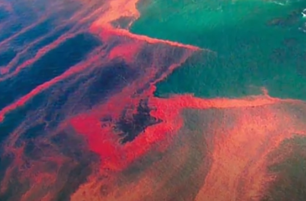 Самые большие красные приливы наблюдаются у побережья Флориды.