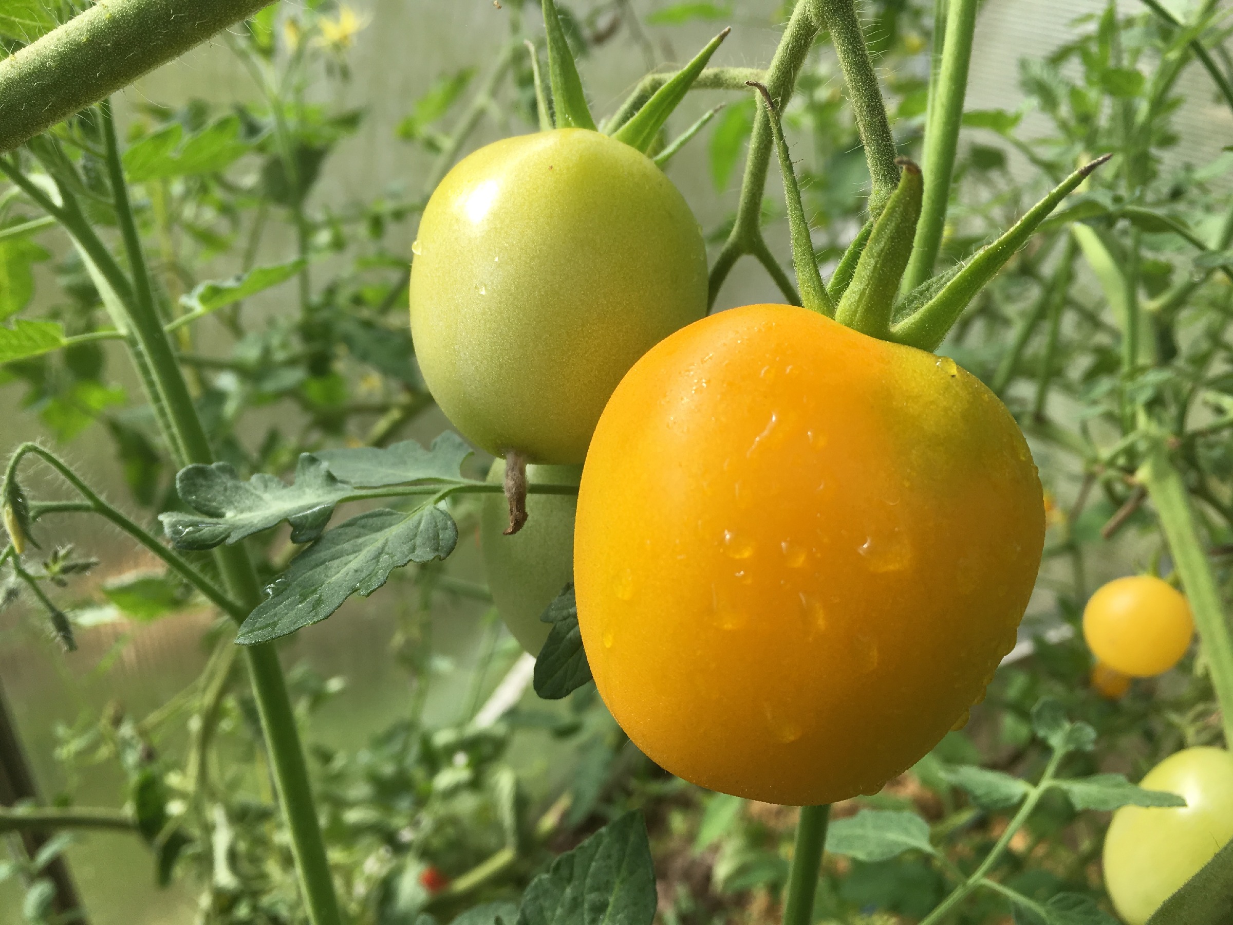 Сорт томатов золотые купола отзывы