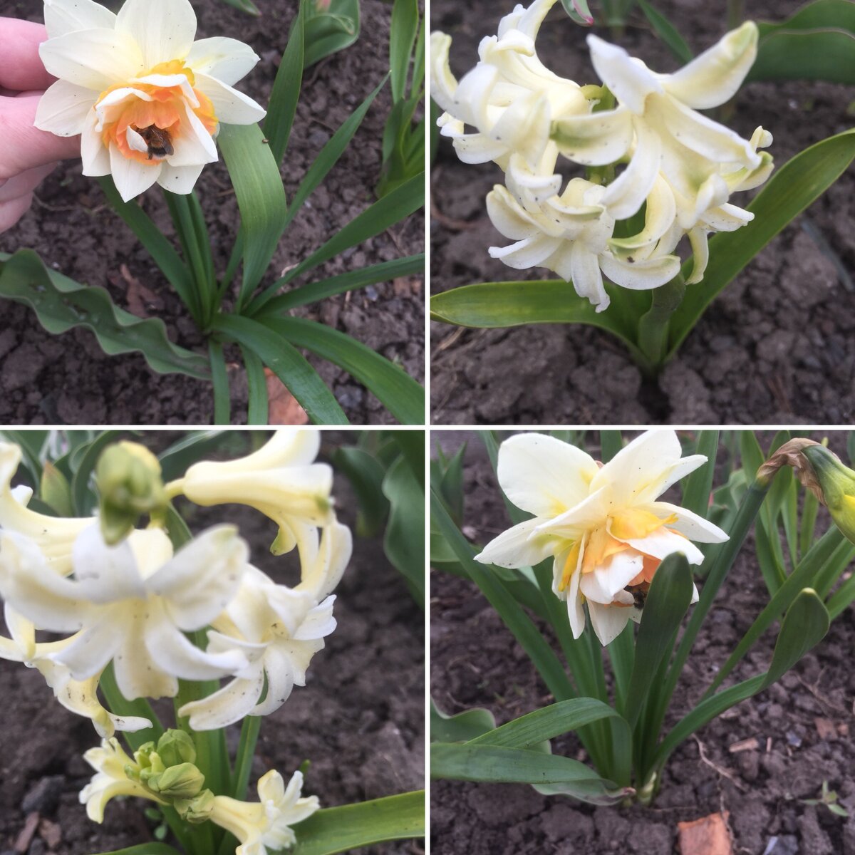 Фото автора - Гиацинты и нарциссы