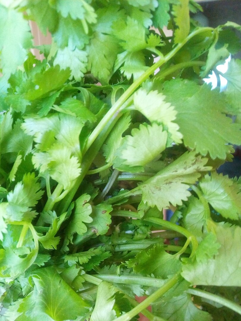 Кинза