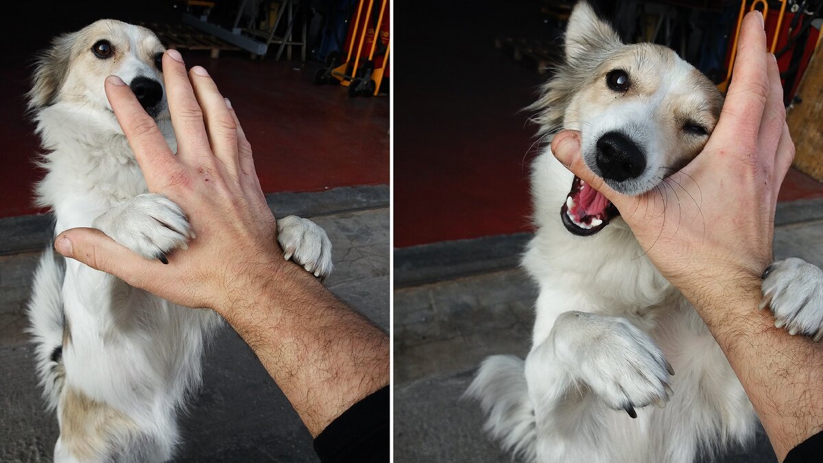 А это бездомная собачка живет возле фабрики Mutti. Когда мой Джо едет работать сюда, я обязательно собираю пакетик для собачки: покушать, ампулу от блох и клещей, таблетку от глистов. Собачка радуется. 