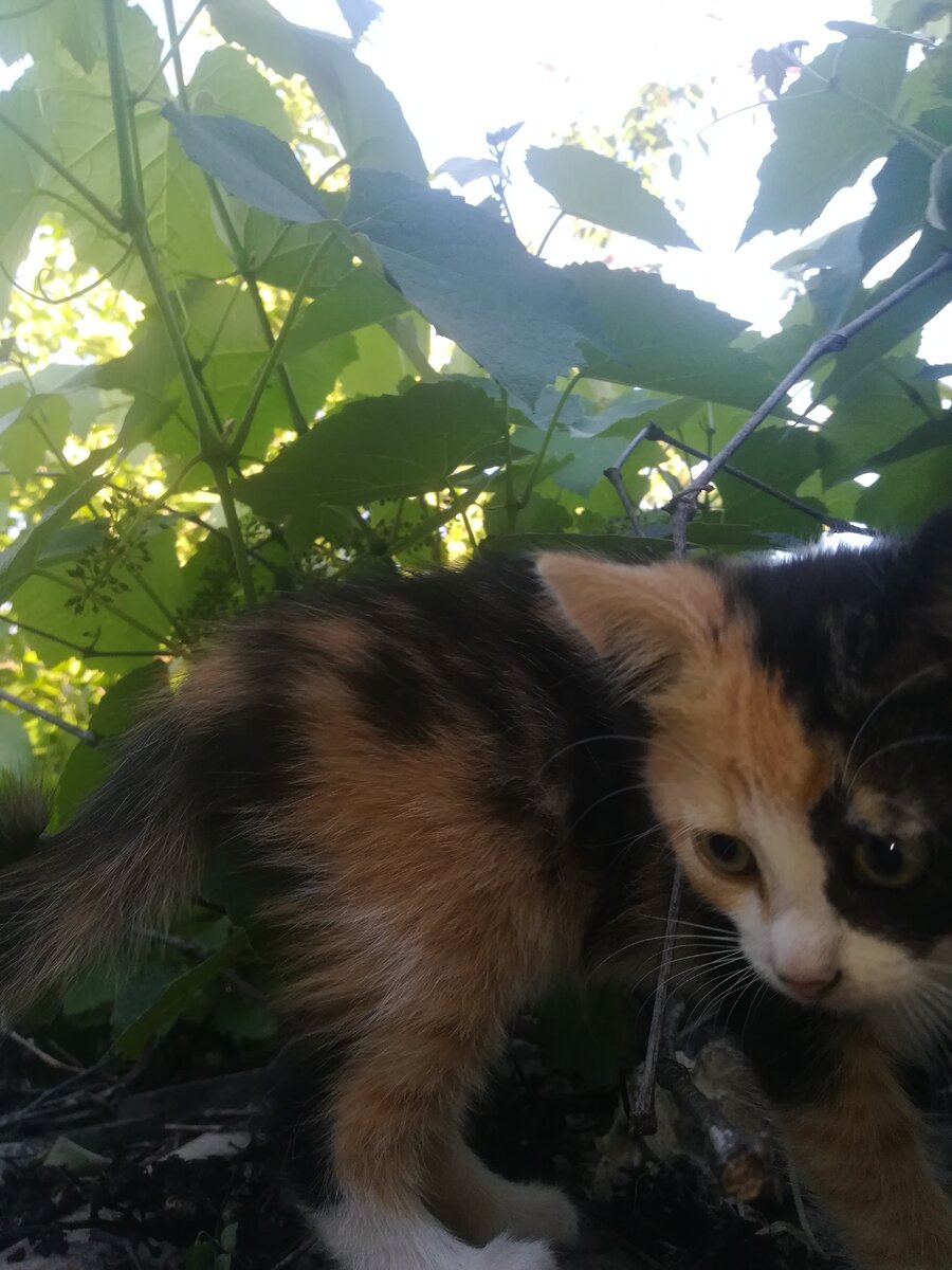 Она учень сильно похожа на Тегрицу(мама кошки)