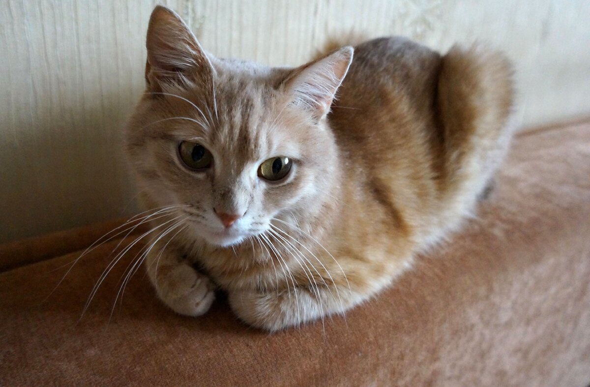 Грустный кот