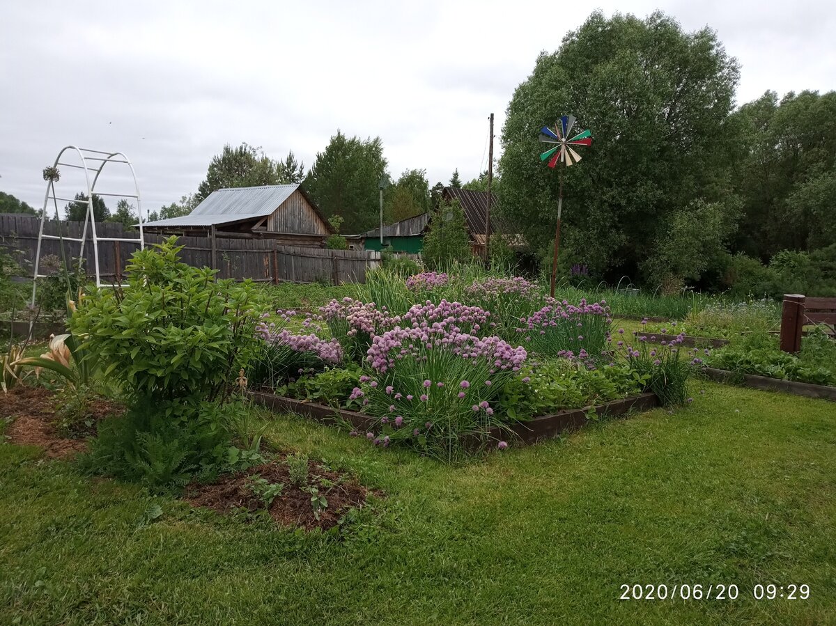 Лук-шнитт защита от муравьев, красота в саду и огороде. | Стихи и цветы.  Алёна Градобоева-Патрушева | Дзен