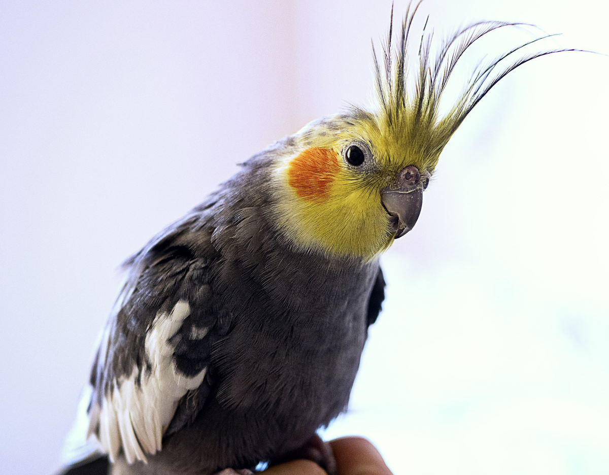 Картинка из интернета