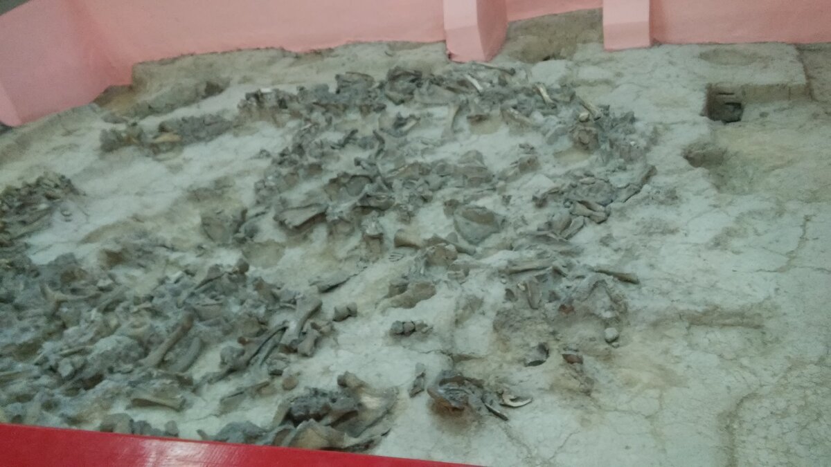 Остатки жилища из костей мамонта